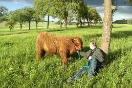 Groansicht Weiderinder