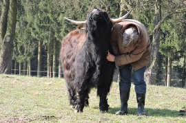 Groansicht Weiderinder